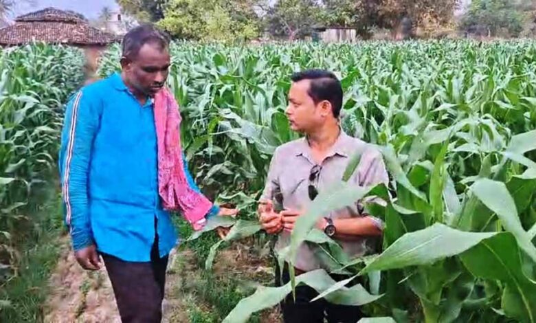 धान-से-मक्का-की-ओर-बढ़ते-कदम-:फसलचक्र-परिवर्तन-से-धमतरी-के-किसानों-की-बढ़ी-आय,-जल-संरक्षण-को-मिली-नई-दिशा