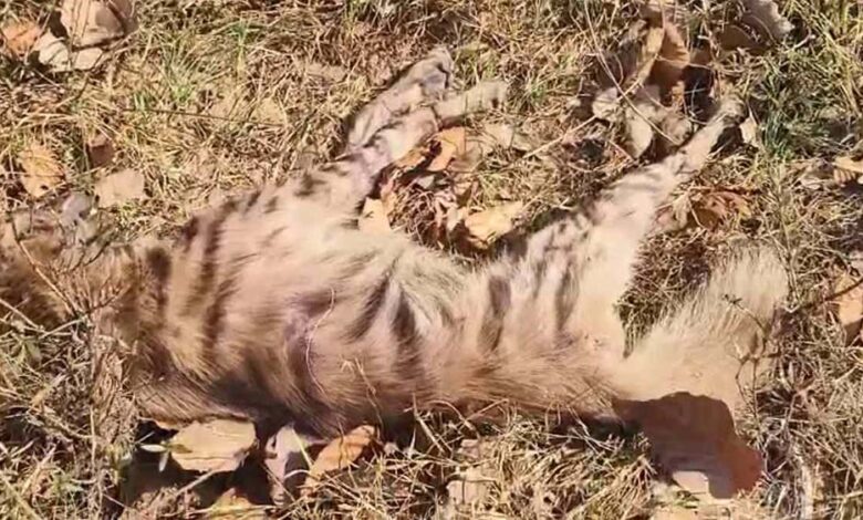 वन-विभाग-की-लापरवाही-बनी-जानलेवा,-इलाज-न-मिलने-से-लकड़बग्घे-की-मौत