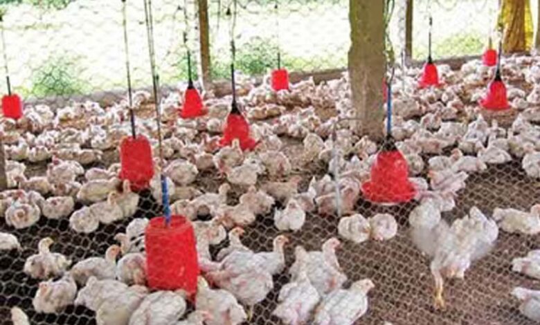 पोल्ट्री-फार्म-में-5000-से-अधिक-मुर्गियों-की-संदिग्ध-मौत,-बर्ड-फ्लू-की-आशंका,-पशु-चिकित्सा-विभाग-में-हड़कंप