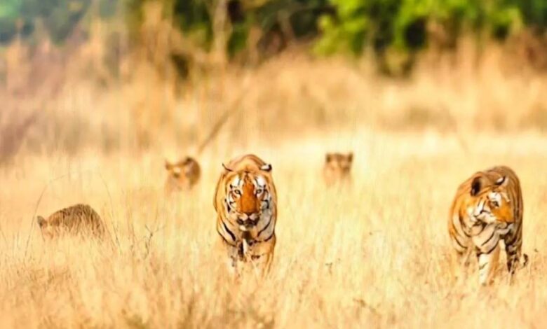 खिवनी-अभयारण्य-में-दुर्लभ-दृश्य:-सड़क-पर-दिखा-बाघ-परिवार,-20-मिनट-तक-थमी-रही-टूरिस्ट-की-सांसें