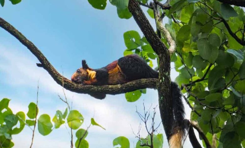 उदंती-टाइगर-रिजर्व-में-दुर्लभ-वन्यजीवों-की-झलक,-ai-और-पारंपरिक-ज्ञान-से-मिली-बड़ी-सफलता