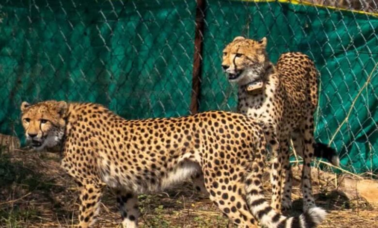 कूनो-में-फिट-और-एक्टिव-हैं-बोत्सवाना-के-चीते,-6-का-क्वारंटाइन-खत्म,-बड़े-बाड़ों-में-लगाई-पहली-छलांग