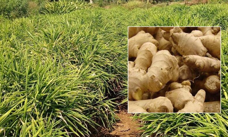 एक-जिला-एक-उत्पाद-योजना-से-बदली-तस्वीर,-अदरक-की-खेती-से-दोगुना-मुनाफा-कमाया