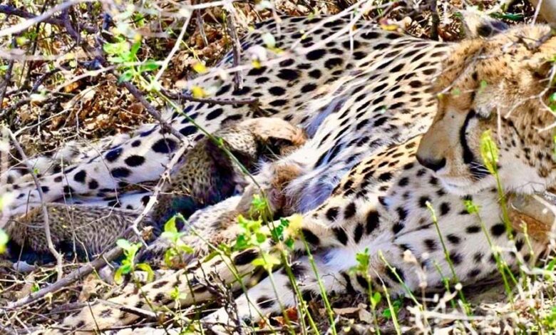 कूनो-से-फिर-मिली-बड़ी-खुशखबरी,-चीता-गामिनी-ने-4-शावकों-को-दिया-जन्म