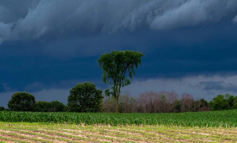 mp-में-मानसून-कमजोर-पड़-सकता-है,-imd-ने-दी-कम-बारिश-की-चेतावनी,-इंदौर-ग्वालियर-में-सूखा-संभव