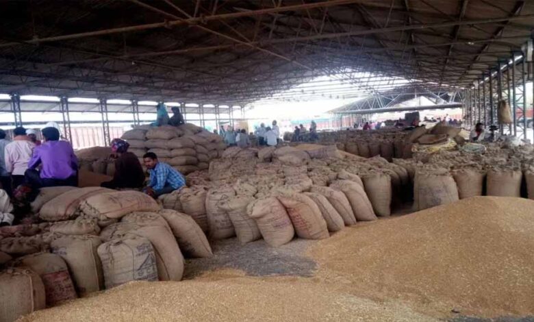 सभी-संभागों-में-गेहूँ-का-उपार्जन-शुरू-:-खाद्य-मंत्री-राजपूत