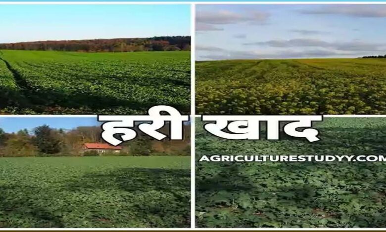 रायपुर : यूरिया का प्रभावी विकल्प बन रही हरी खाद, जशपुर में 600 हेक्टेयर में प्रदर्शन