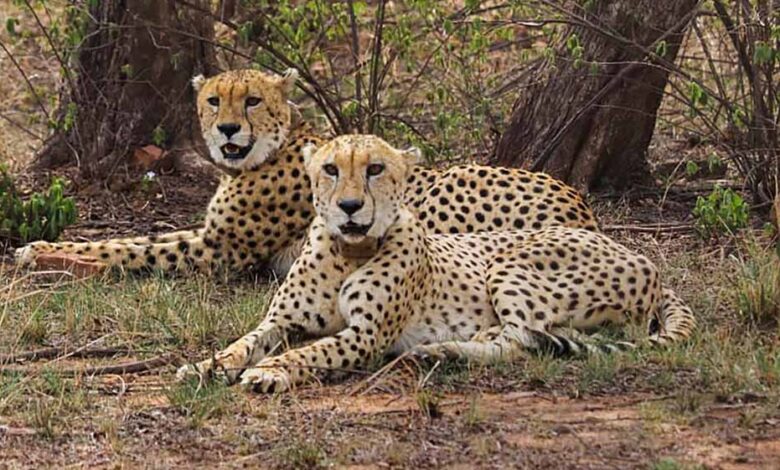 मंदसौर-में-चीता-संरक्षण-की-दिशा-में-ऐतिहासिक-कदम,-प्रभास-और-पावक-ने-पार-किया-बड़ा-पड़ाव