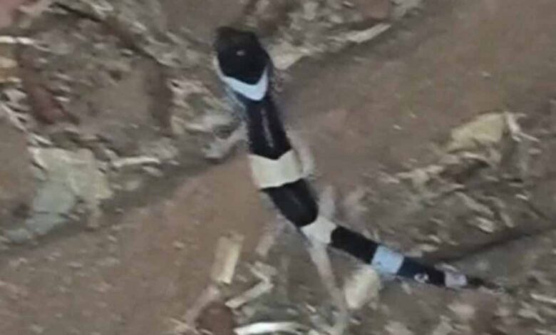 अबूझमाड़-के-जंगलों-में-दिखा-दुर्लभ-लेपर्ड-गेको,-जवानों-की-नाइट-पेट्रोलिंग-में-कैद-हुआ-अनोखा-वीडियो