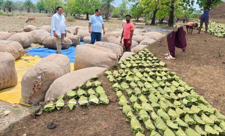 हरा सोना संग्राहकों की आय बढ़ाने के लिए बड़ा कदम, 920 करोड़ रुपए का होगा संभावित भुगतान