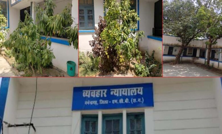 हरियाली-की-गोद-में-न्याय-का-मंदिर:मनेन्द्रगढ़-न्यायालय-परिसर-बना-प्रकृति-का-मनमोहक-आंगन