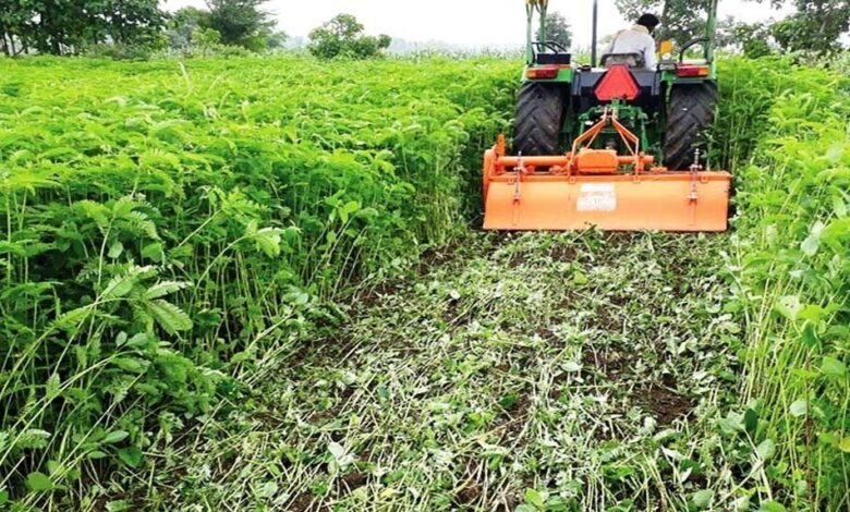 हरी खाद से लहलहाएंगे खेत: धान उत्पादन बढ़ाने कृषि विभाग का विशेष अभियान तेज