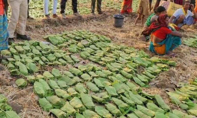 बालोद-:-मई-के-पहले-सप्ताह-से-शुरू-होगा-तेंदुपत्ता-संग्रहण-का-कार्य