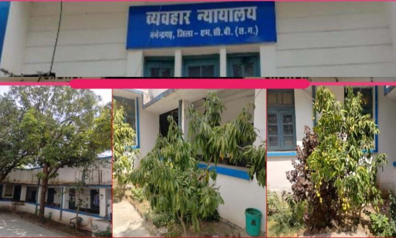 हरियाली-से-महका-मनेन्द्रगढ़-न्यायालय-परिसर,-फलदार-वृक्ष-बने-आकर्षण-का-केंद्र