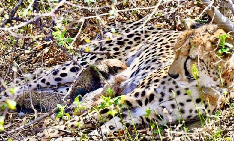 कूनो-नेशनल-पार्क-चीतों-का-नया-घर-ही-नहीं,-अब-सफल-ग्लोबल-ब्रीडिंग-सेंटर