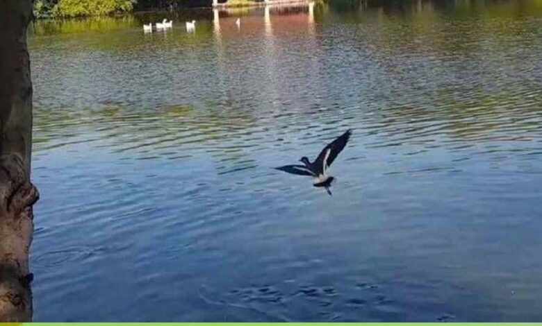 तालाबों-की-गुणवत्ता-सुधारने-के-लिए-निगम-की-नई-पहल,-नैनो-एरेटर-तकनीक-से-10-दिन-में-दिखा-असर