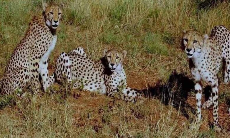 कूनो-बना-चीतों-का-ग्लोबल-ब्रीडिंग-सेंटर,-3-माह-में-4-मादा-चीता-बनीं-मां,-प्रबंधन-ने-बदली-रणनीति