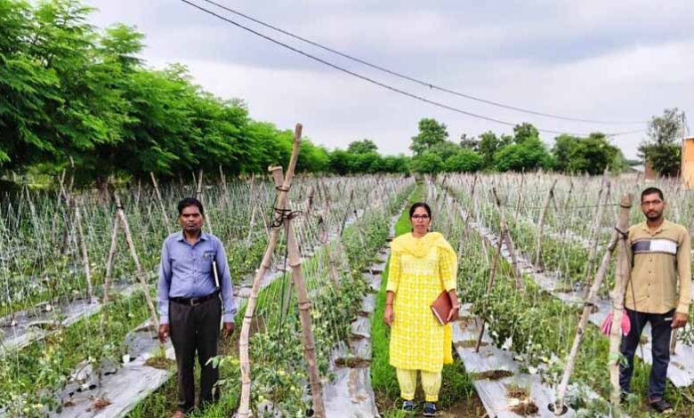 राष्ट्रीय-कृषि-विकास-योजना:-ईश्वरी-प्रसाद-ने-टमाटर-उत्पादन-से-कमाए-02-लाख-90-हजार-रूपए