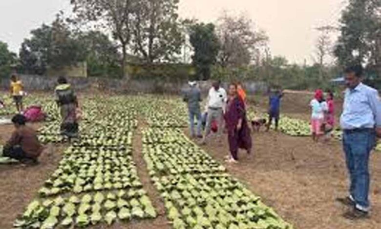 बारिश-ओलों-की-मार-से-तेंदूपत्ता-खराब,-मौसम-की-मार-से-संग्रहण-भी-प्रभावित