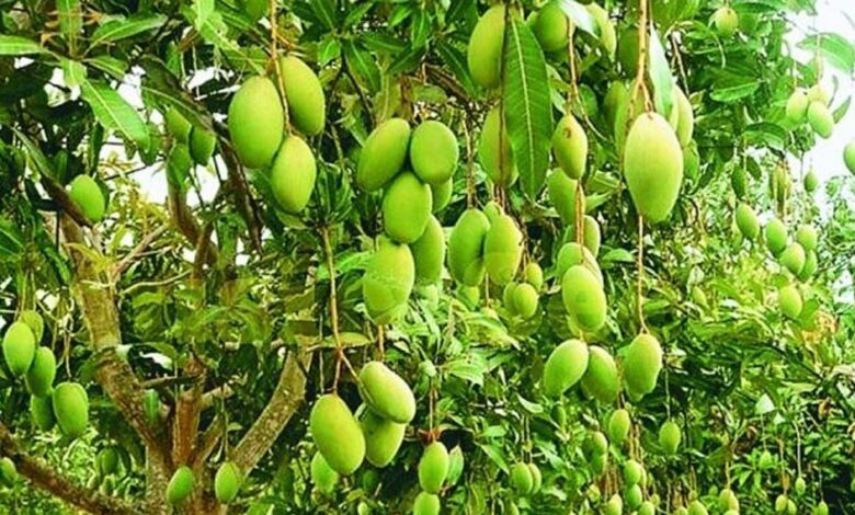 आम-मौसम-नहीं-रहेगा-खास,-हर-दो-दिन-में-बदलाव,-आंधी,-बारिश-और-गर्मी-से-फसलें-प्रभावित