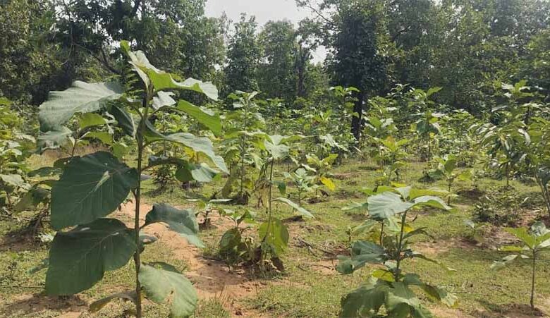 बिलासपुर-में-वन-विकास-निगम-की-हरित-क्रांति