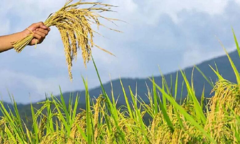 किसानों-के-लिए-मोदी-सरकार-का-बड़ा-तोहफा:-खरीफ-फसलों-की-msp-बढ़ी,-धान-अब-₹2441-प्रति-क्विंटल