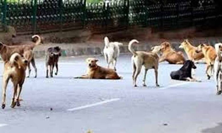 खंडवा-में-मासूम-पर-कुत्तों-का-हमला,-6-डॉग्स-ने-50-मीटर-तक-घसीटा