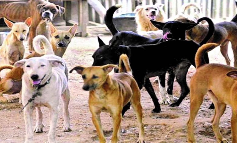 भोपाल-में-आवारा-कुत्तों-का-आतंक,-रोज-81-लोग-डॉग-बाइट-का-शिकार;-सुप्रीम-कोर्ट-सख्त