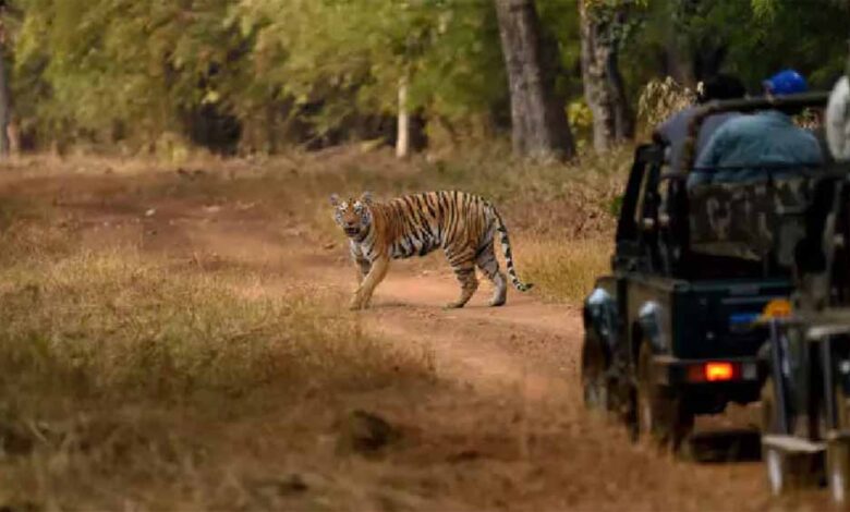 भीषण गर्मी का असर: रायपुर नंदन वन की जंगल सफारी 2 दिन रहेगी बंद
