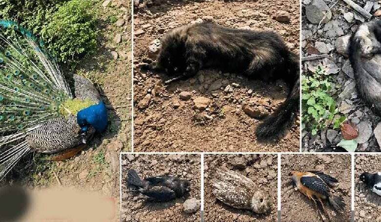 खैरागढ़ के दल्लीखोली जंगल में वन्यजीवों की रहस्यमयी मौत, जलस्रोत के पास मिले मोर समेत कई शव