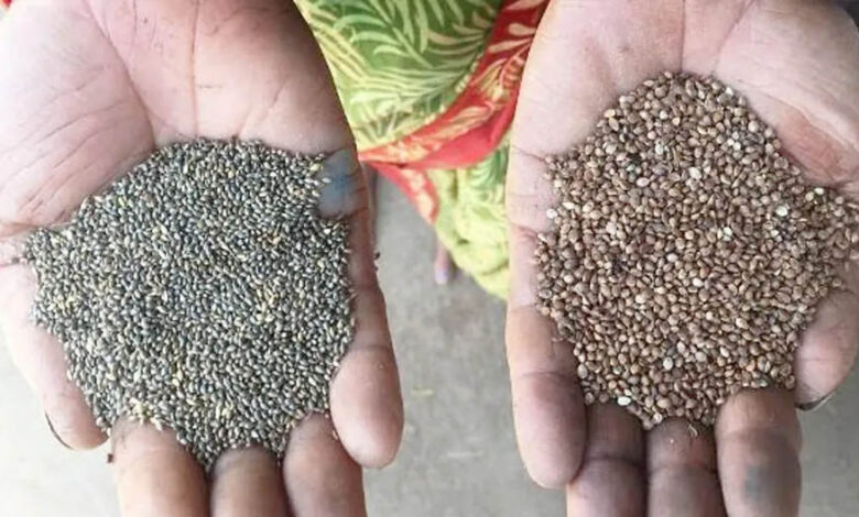 कोदो-कुटकी-की-खेती-अपनाएं,-पोषण-और-समृद्धि-दोनों-पाएं