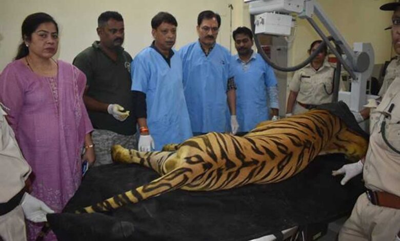 खिवनी अभयारण्य से लाए गए घायल बाघ “युवराज” का वन विहार में हो रहा उपचार